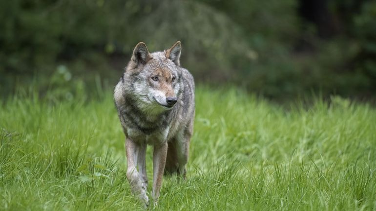 Un loup tué sur une route du Limbourg